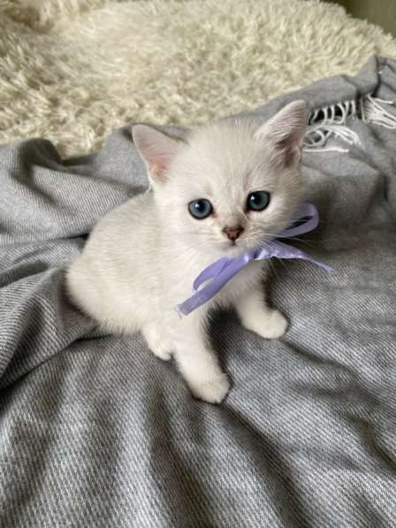 Шотландские котята в Арзамасе