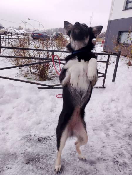 Ищет дом крошка-собачка весом 6 кг в Санкт-Петербурге фото 10