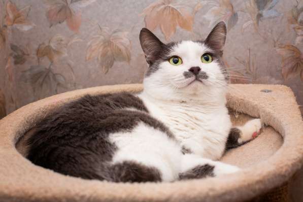 Гладкошерстная кошечка Васёна в дар в Москве фото 7