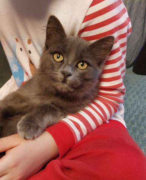Красивая пушистая кошечка-подросток в Санкт-Петербурге фото 4