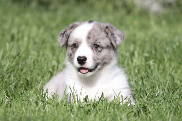 Вельш корги кардиган-мальчик в Москве