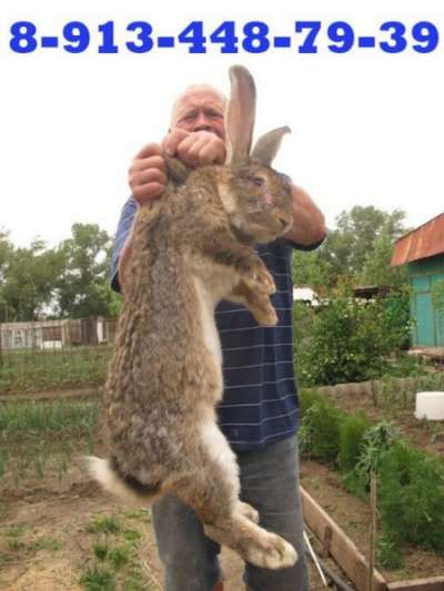 Кролики в Саяногорске, кролики Красноярс в Красноярске фото 4