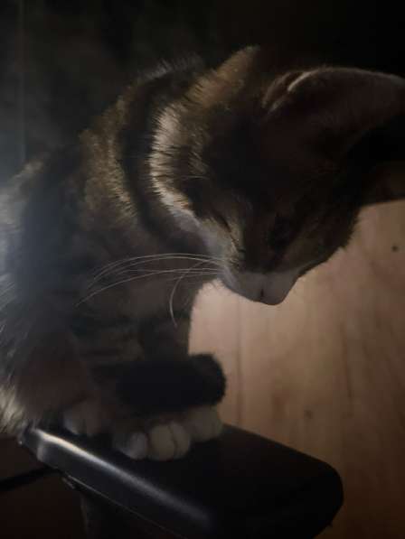 Котёнок в Красноярске фото 4