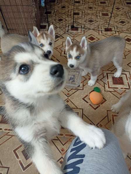 Щенки хаски в 