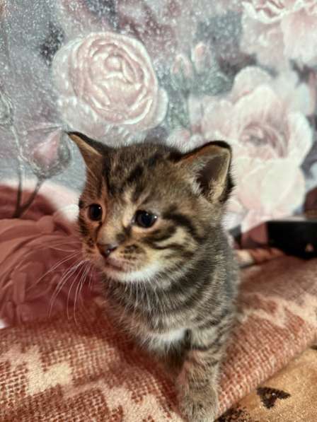 Котята в добрые руки в Новомосковске фото 7