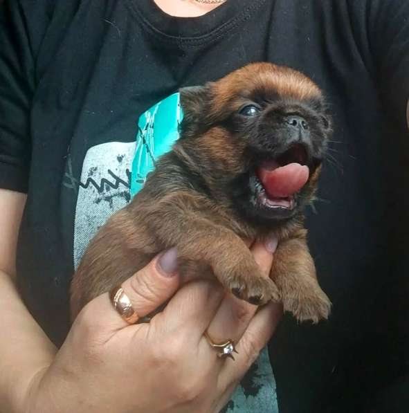 Рыжий мальчик пти-брабансон в Москве фото 3