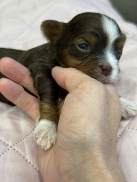 Йоркширский терьер цветной