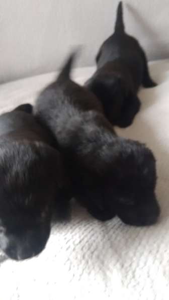 Щенята лабрадора