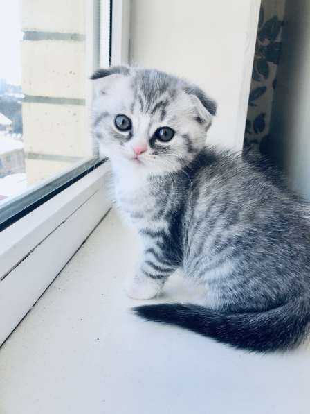 Котята вислоухие шотландские в Ставрополе фото 3