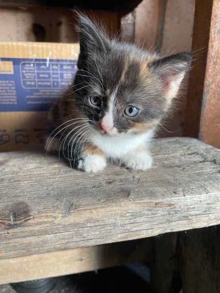 Котята в Нововоронеже фото 3