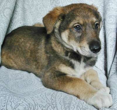 Щенки 2 месяца, мальчики и девочки в Санкт-Петербурге фото 7