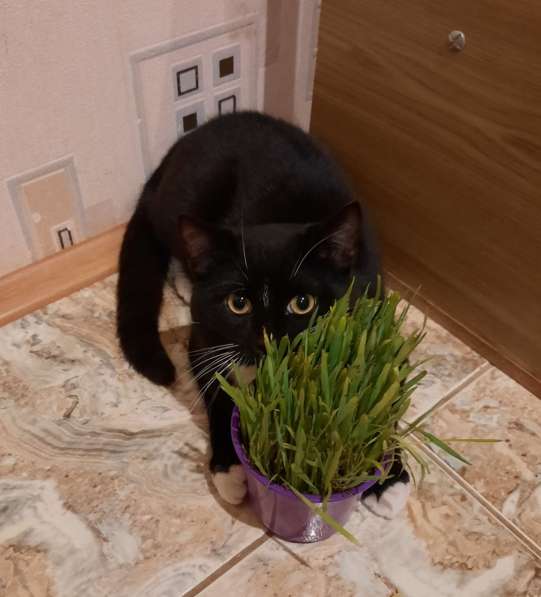 Маркиз в добрые руки