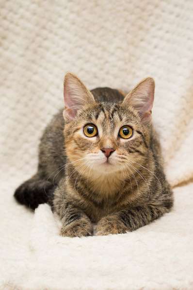 Полосатая трехцветочка котёнок Теюшка в дар в Москве