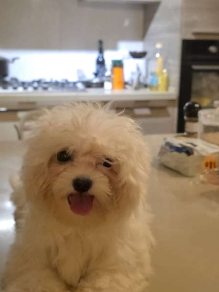 Продаются щенки мальтези 2х месячные