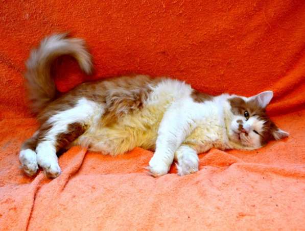 Харизматичный чеширский кот ищет дом в Санкт-Петербурге фото 10