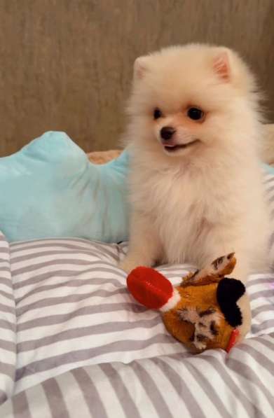 Шпиц в Москве