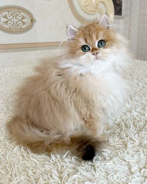 Милый Барни в окрасе ny12 в Москве