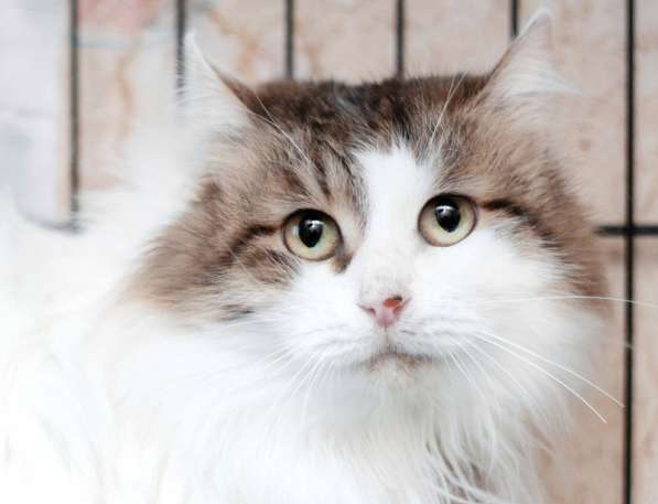 Сибирская пушистая кошка Анфиса в дар
