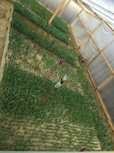 тюльпаны от производителя оптом к 8 март в Армавире фото 4