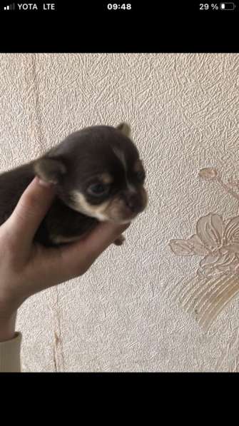 Чихуахуа породистые в Москве фото 7