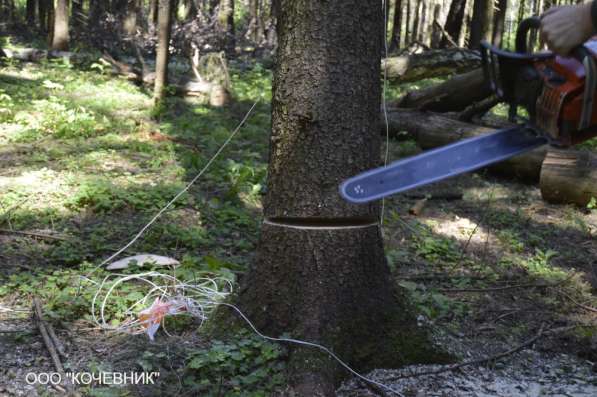 Удаление деревьев в Воронеже и Воронежской области в Воронеже фото 3