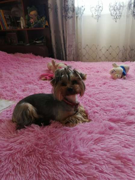 Мила потерялась