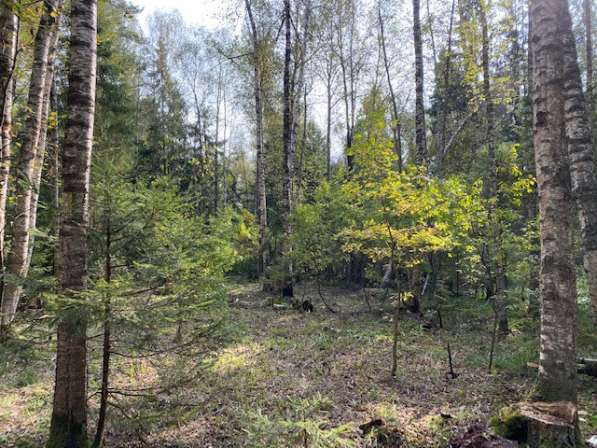 Лесной участок 12 соток в 50 км по Новорижскому шоссе в Истре фото 6