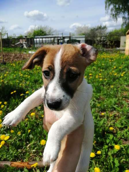 Щенки Джек рассел терьера