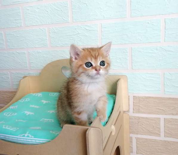 Золотые шиншилки в фото 13