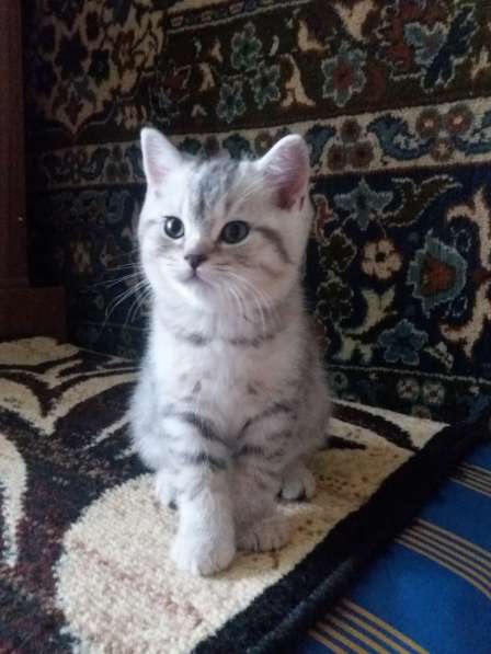 Продаю кота в Саратове фото 8