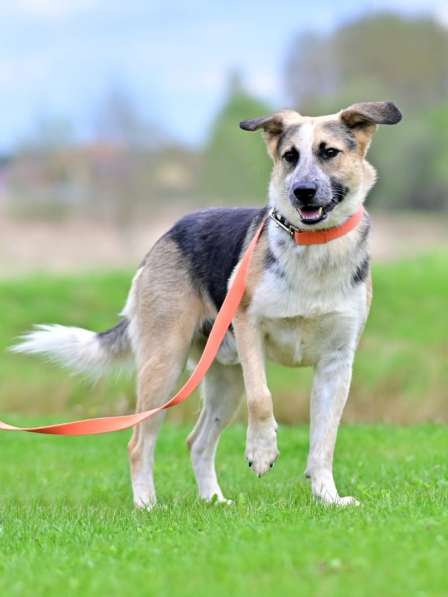 Сильвер &ndash; пес эмпат из приюта! Ищет дом!