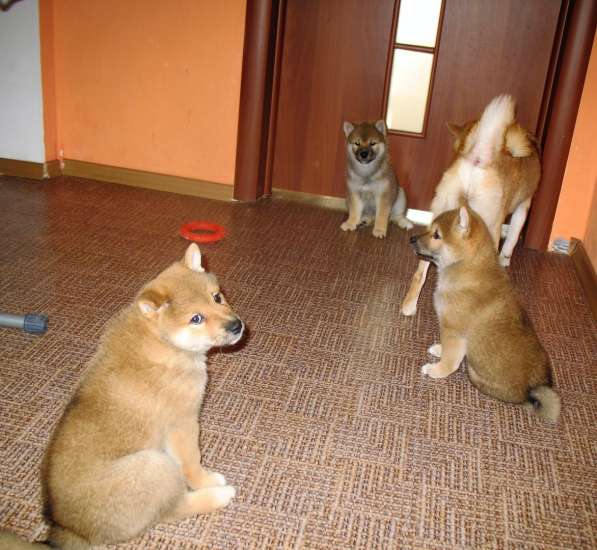 Сиба-ину в Новосибирске фото 8