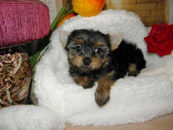 Мальчики йоркширского терьера в Москве фото 29