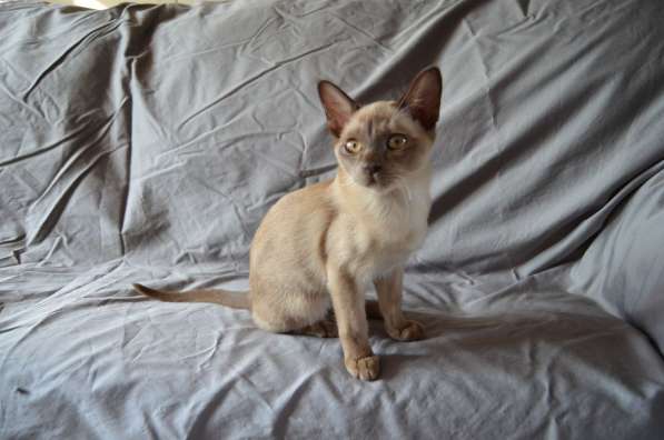 Бурманский котенок в Краснодаре фото 7