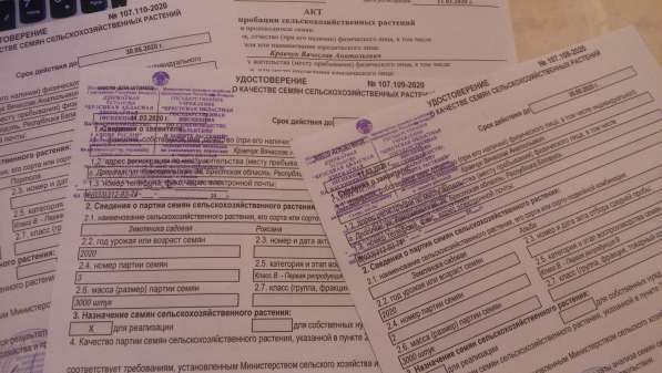 Продам саженцы клубники в фото 6