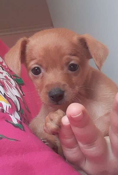 Той терьер щенки в Москве фото 4