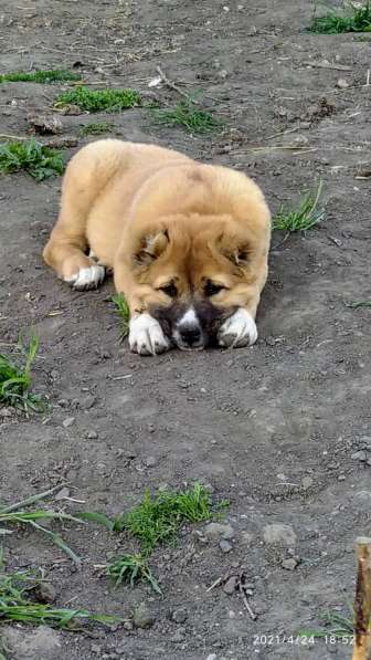 Продаются щенки алабая в фото 15