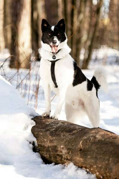 Красивый пёс Рэнди в добрые руки! в Москве фото 22