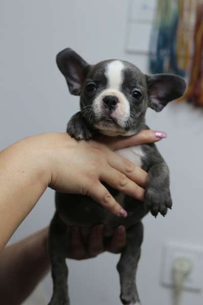 Щенки французского бульдога в 