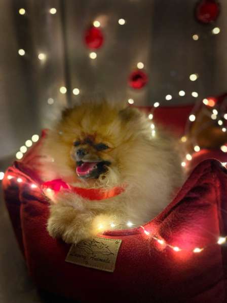 Шпиц миниатюрный померанский в фото 6