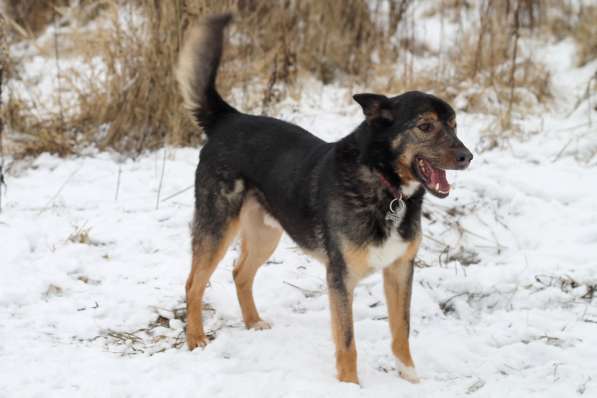 Одноглазый пес Пират! Последний шанс в Москве фото 6