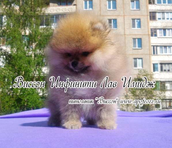 Очаровательные померанцы, девочки в Орле