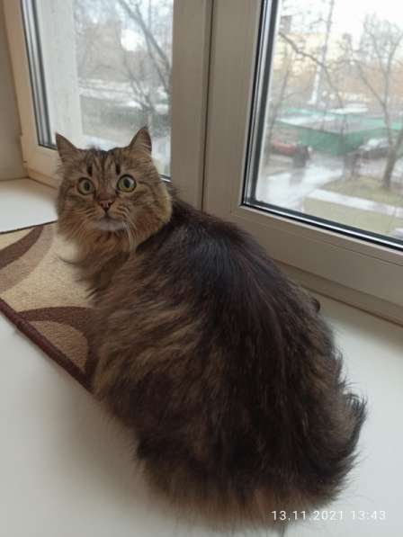 Роскошная сибирская кошка Василиса в дар в Москве фото 5