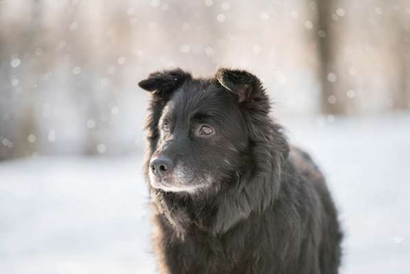 Обаятельный черный пёс Тедди в добрые руки в Москве фото 9