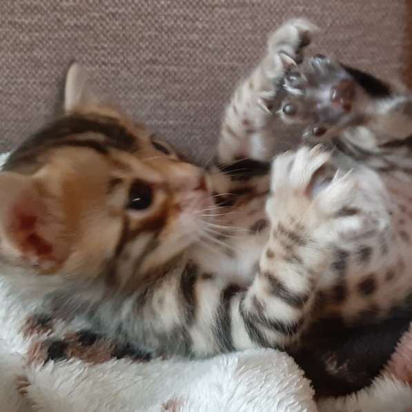 Бенгальские котята в Санкт-Петербурге фото 4