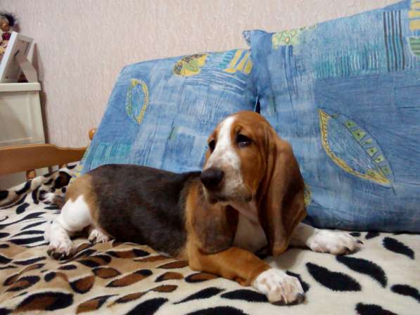 Щенки Бассет-хаунд в Армавире фото 12