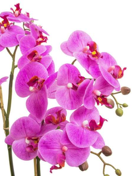 Орхидея из латекса в кашпо в Елеце фото 6