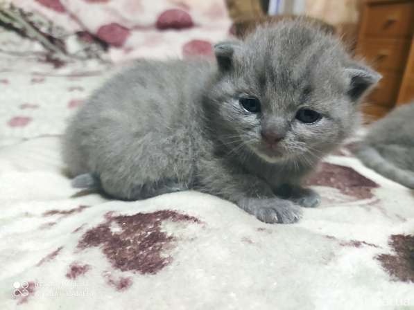 Продам котят в фото 9