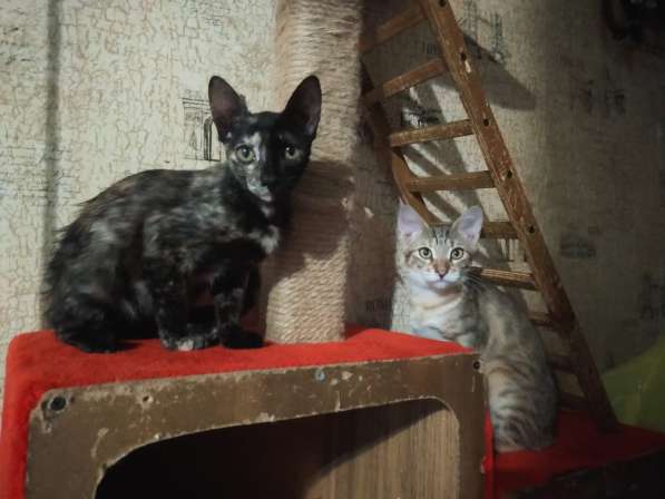 Котята в Волгограде фото 6