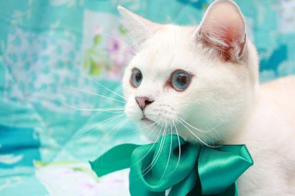 Голубоглазая кошечка в Лобне фото 4